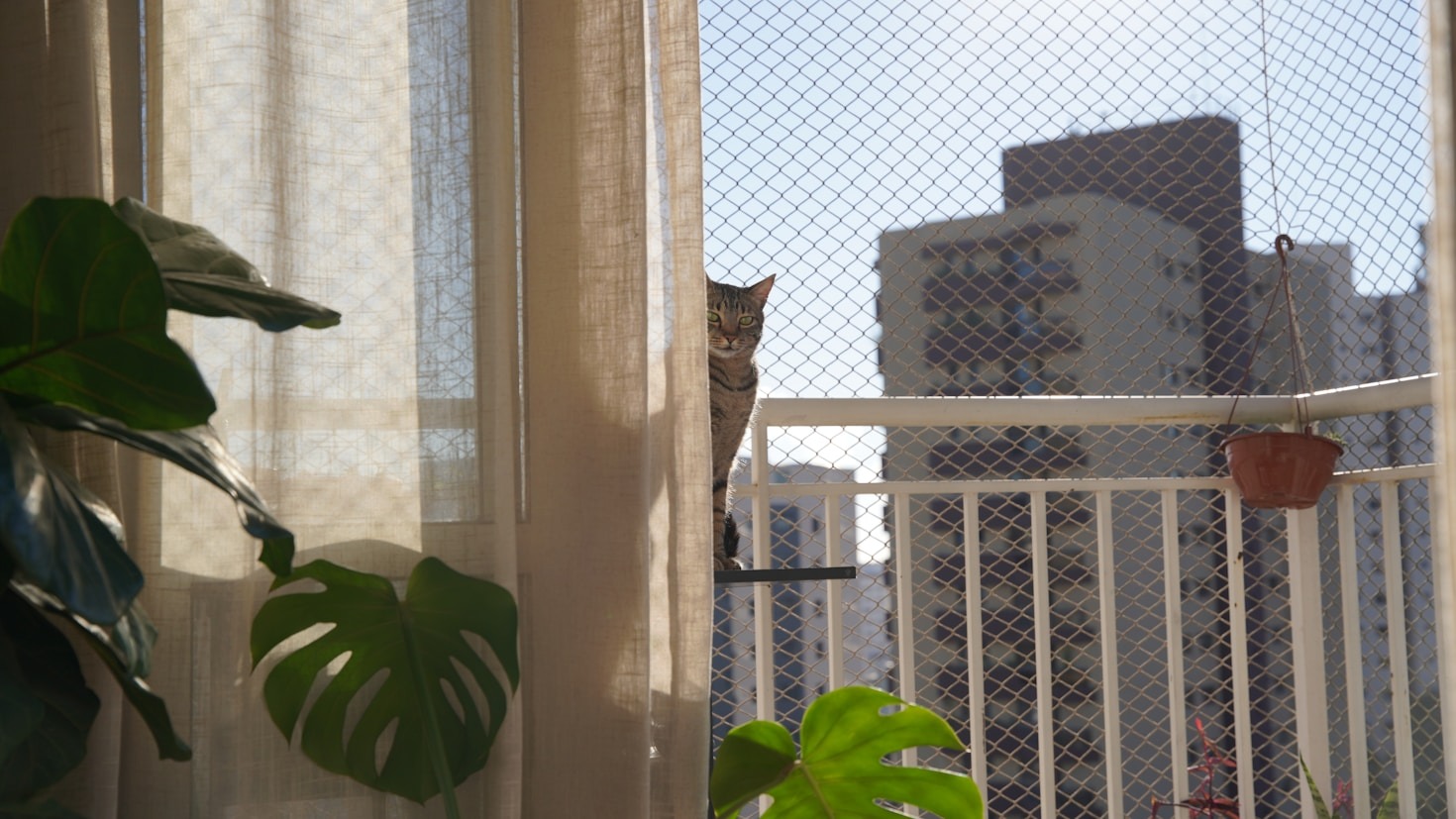Como escolher a melhor tela para gatos