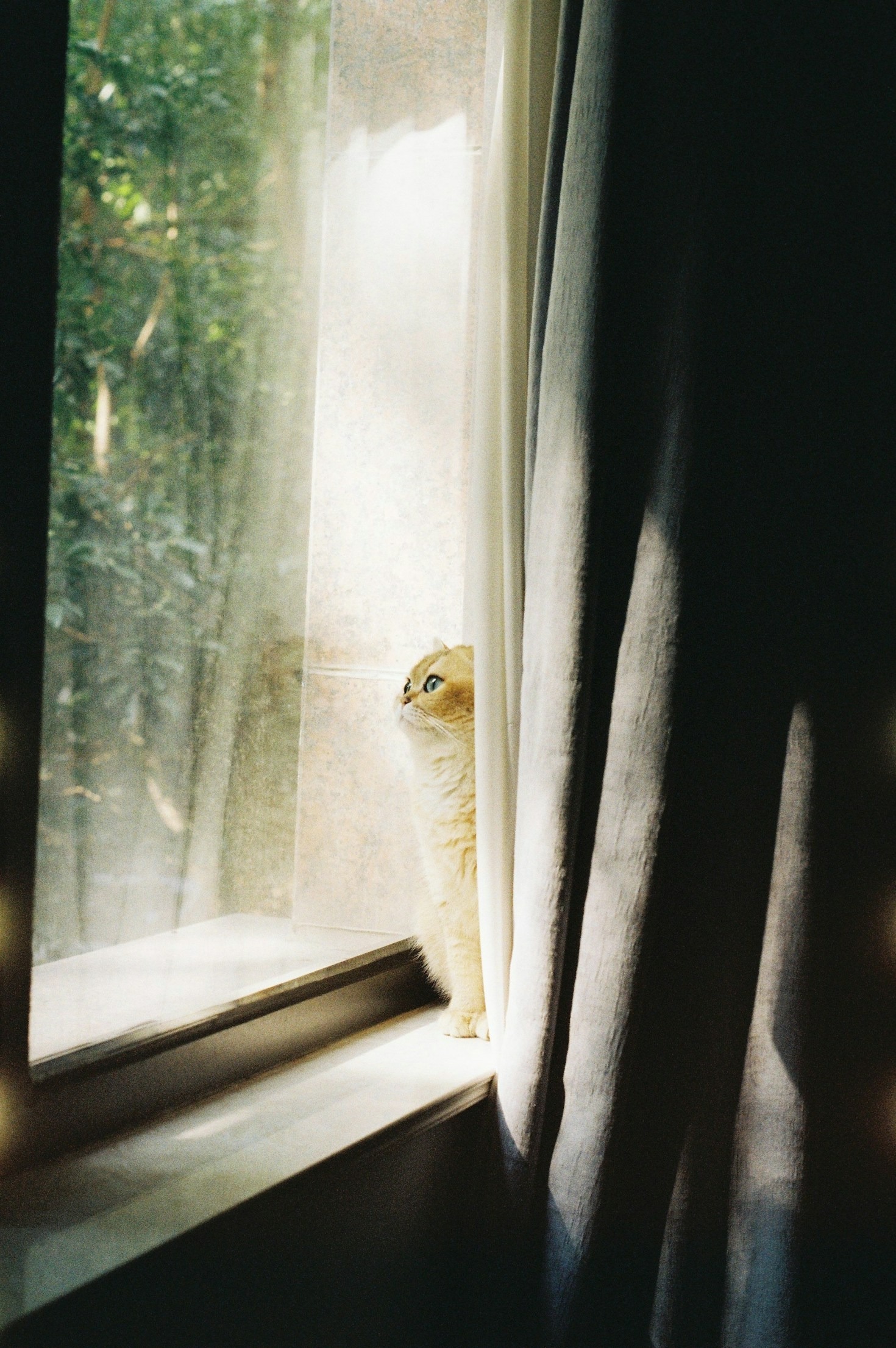 Mitos e verdades sobre gatos em janelas